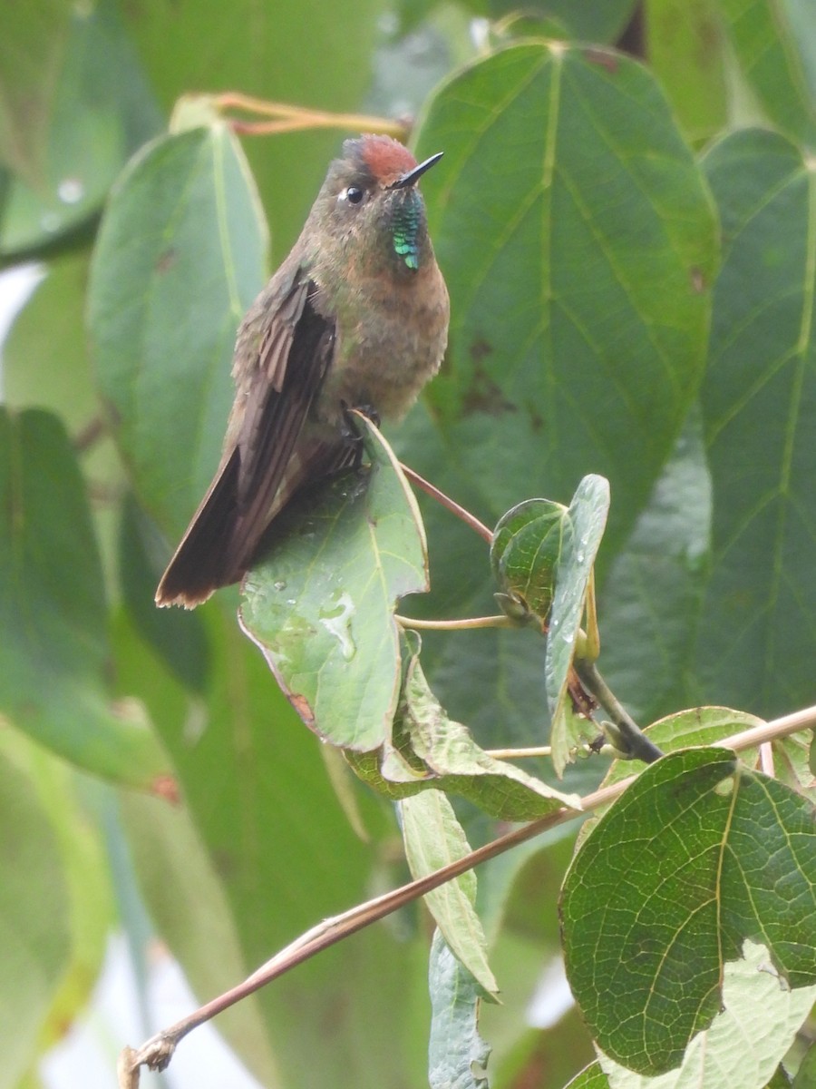 Rufous-capped Thornbill - ML643694055