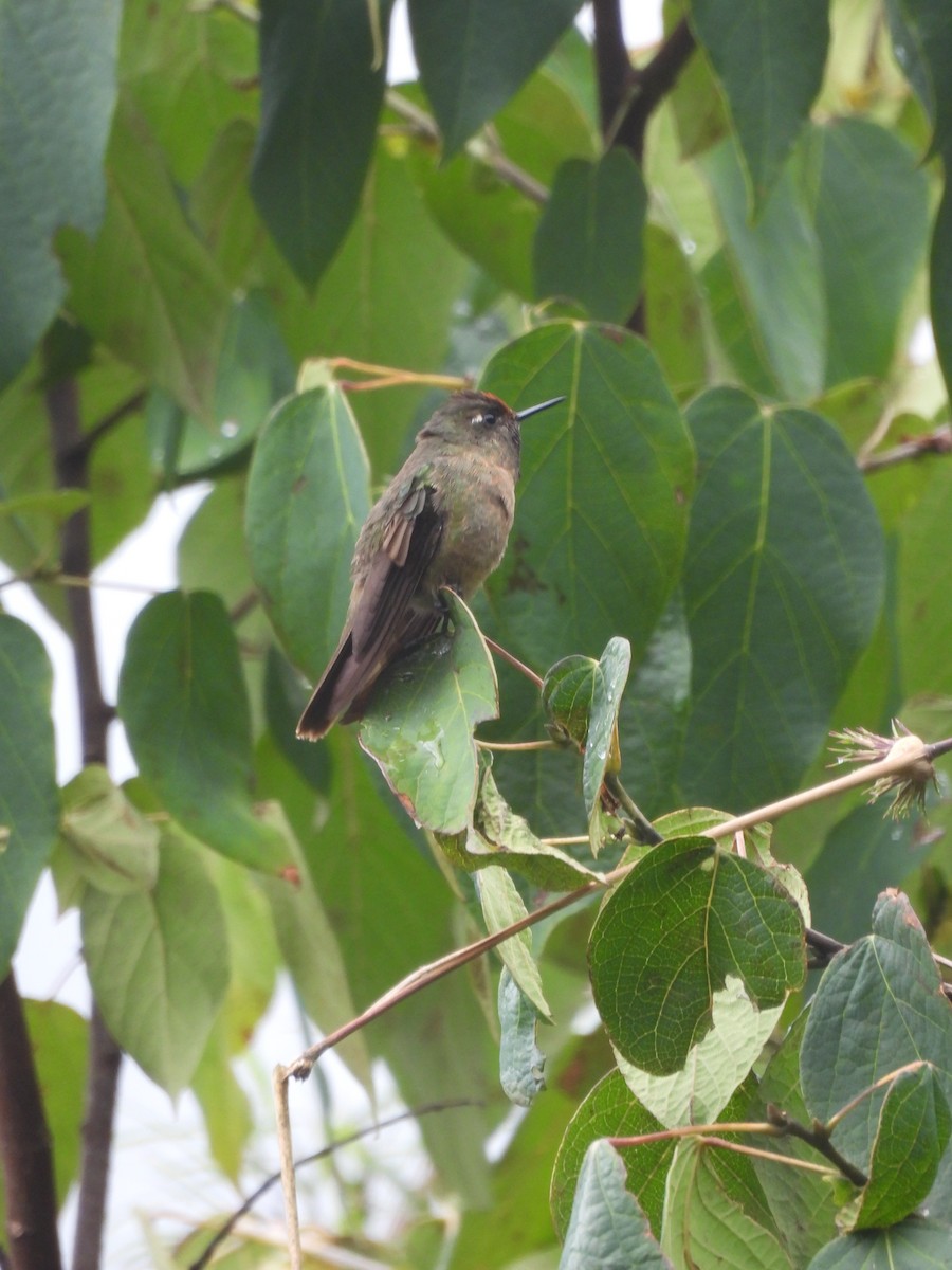 Rufous-capped Thornbill - ML643694056