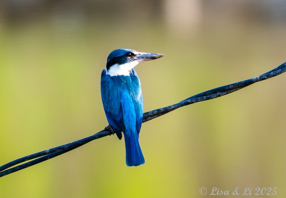 Collared Kingfisher (Collared) - ML643694057