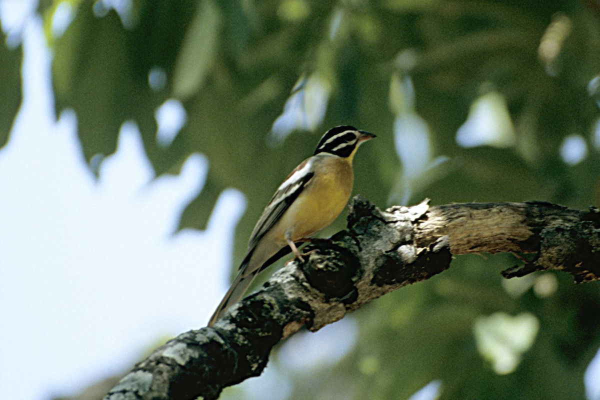 Golden-breasted Bunting - ML643694060