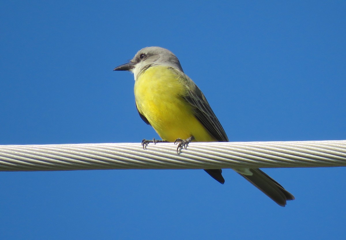 Couch's Kingbird - ML643694087