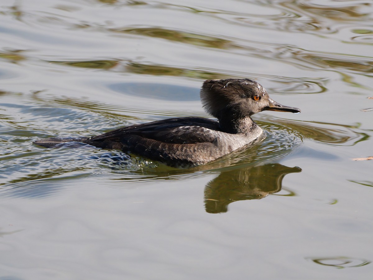 Hooded Merganser - ML643694093