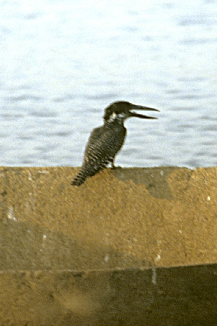 Giant Kingfisher - ML643694124