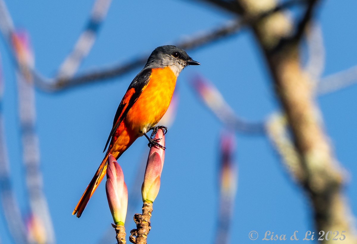 Gray-chinned Minivet - ML643694131