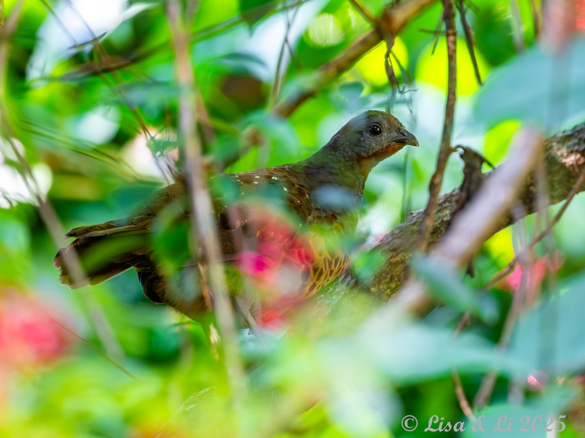 taiwanbambushøne - ML643694144