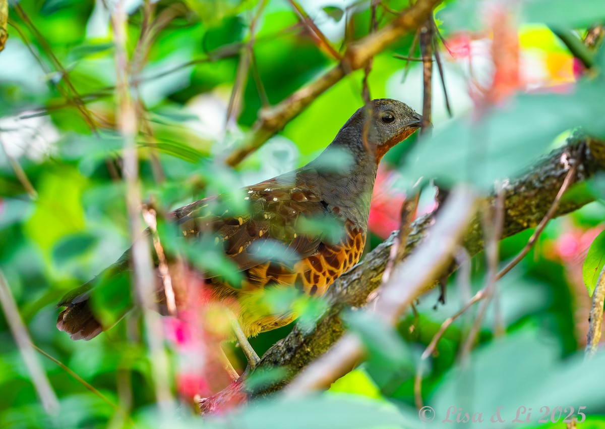 taiwanbambushøne - ML643694145