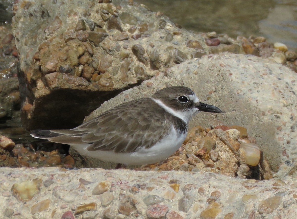 Wilson's Plover - ML643694147