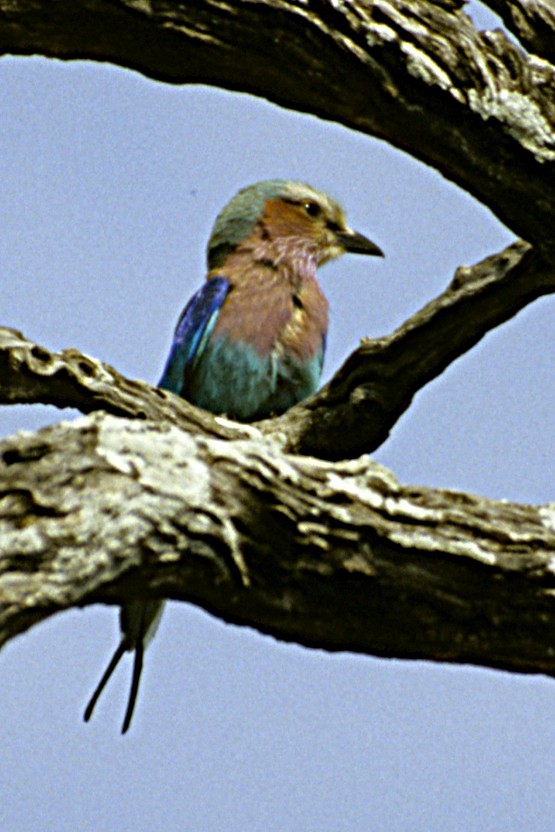 Lilac-breasted Roller - ML643694148