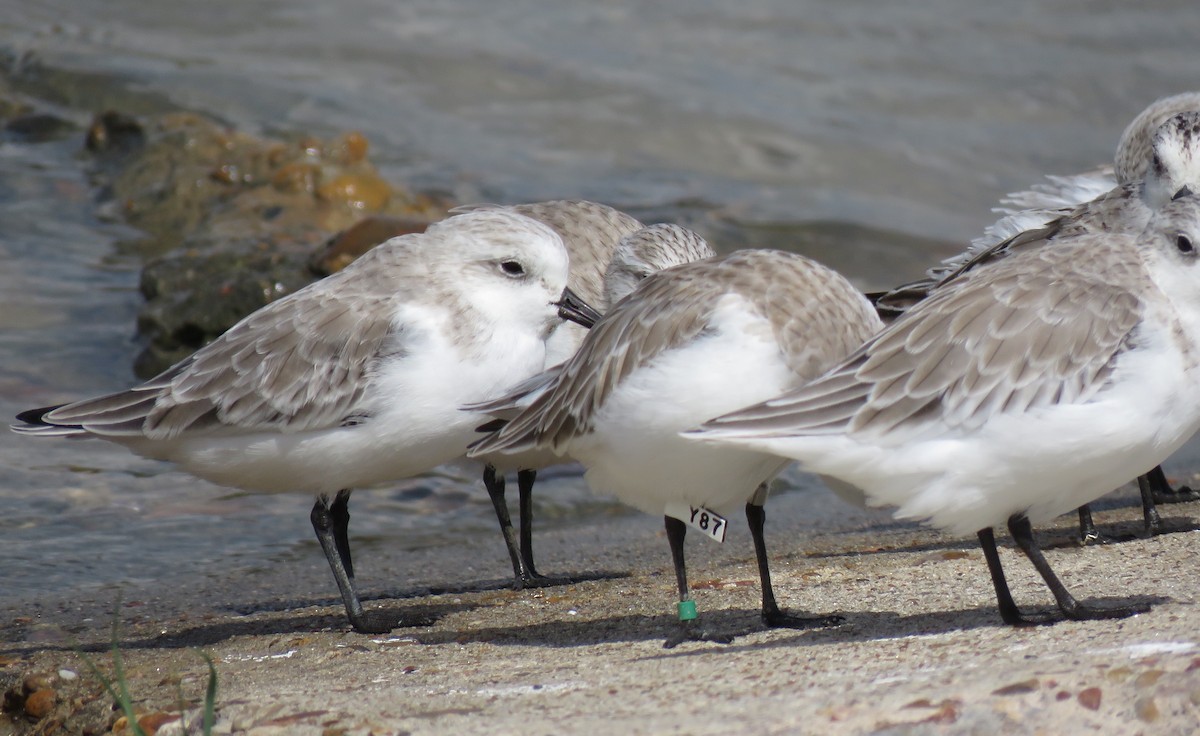 Sanderling - ML643694150