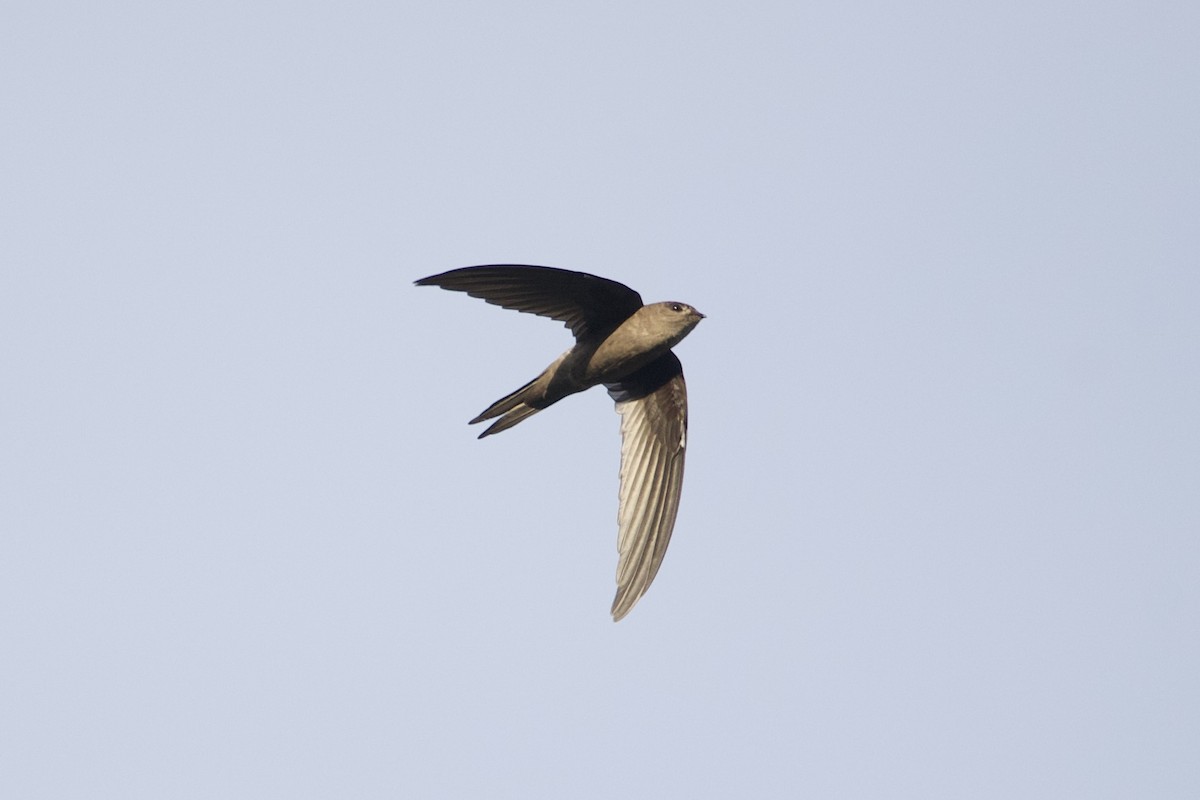 アジアヤシアマツバメ - ML643694154