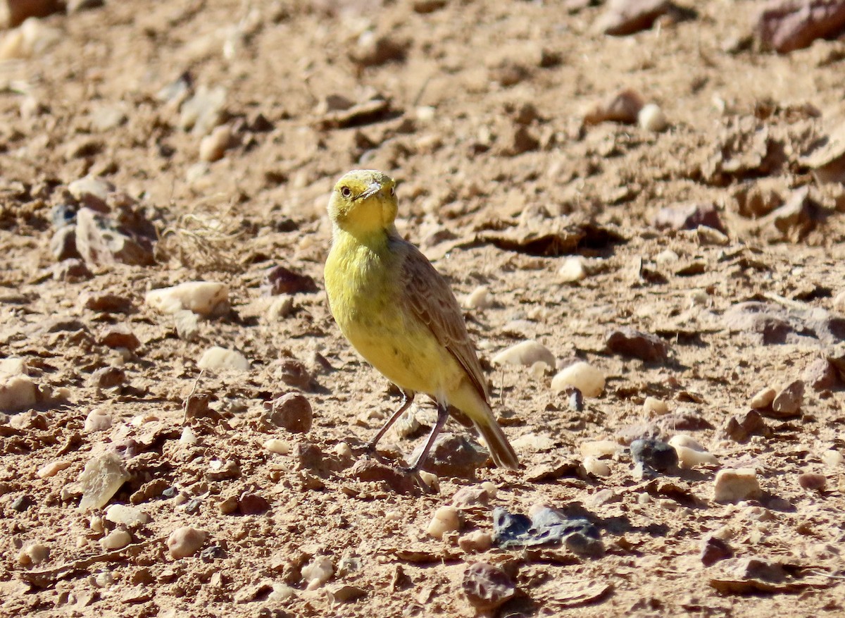 Gibberbird - ML643694157