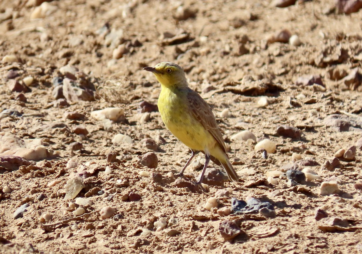 Gibberbird - ML643694158