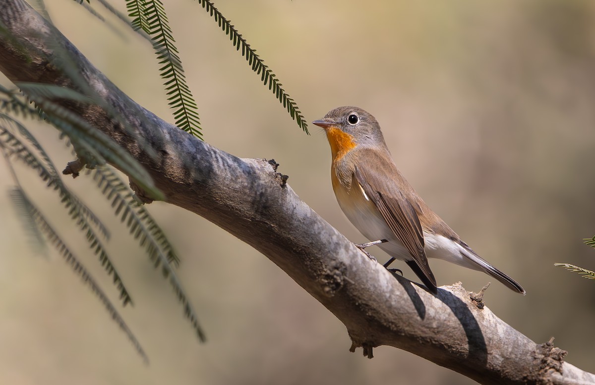 Red-breasted Flycatcher - ML643694183