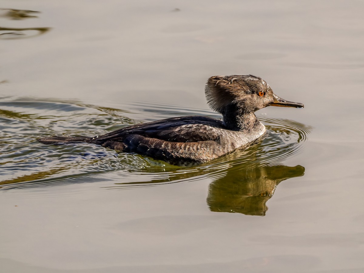 Hooded Merganser - ML643694222