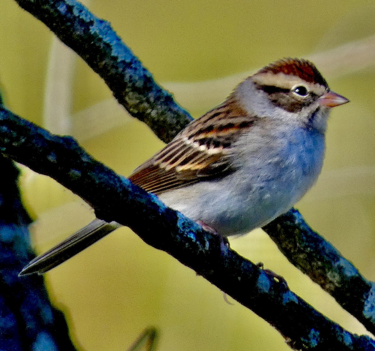 Chipping Sparrow - ML643694223