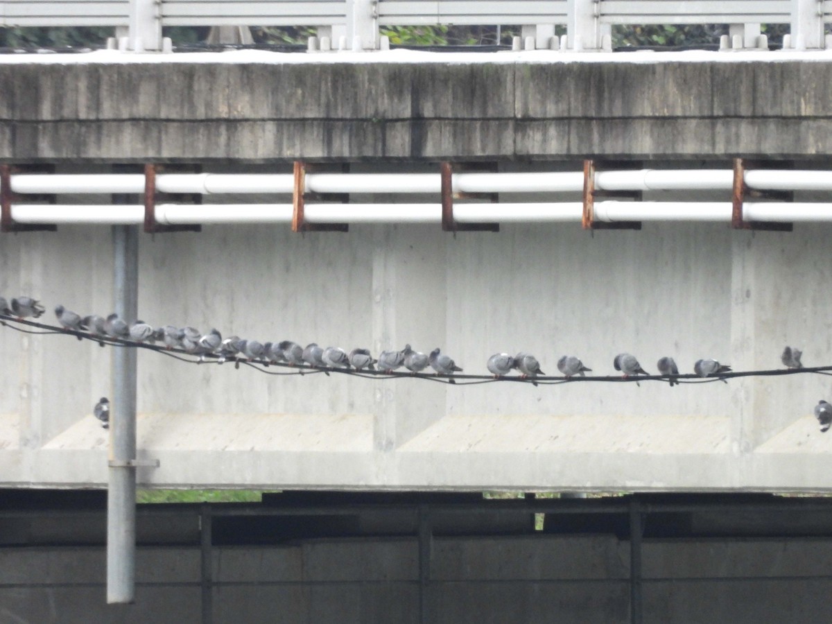 Hill Pigeon - ML643694234