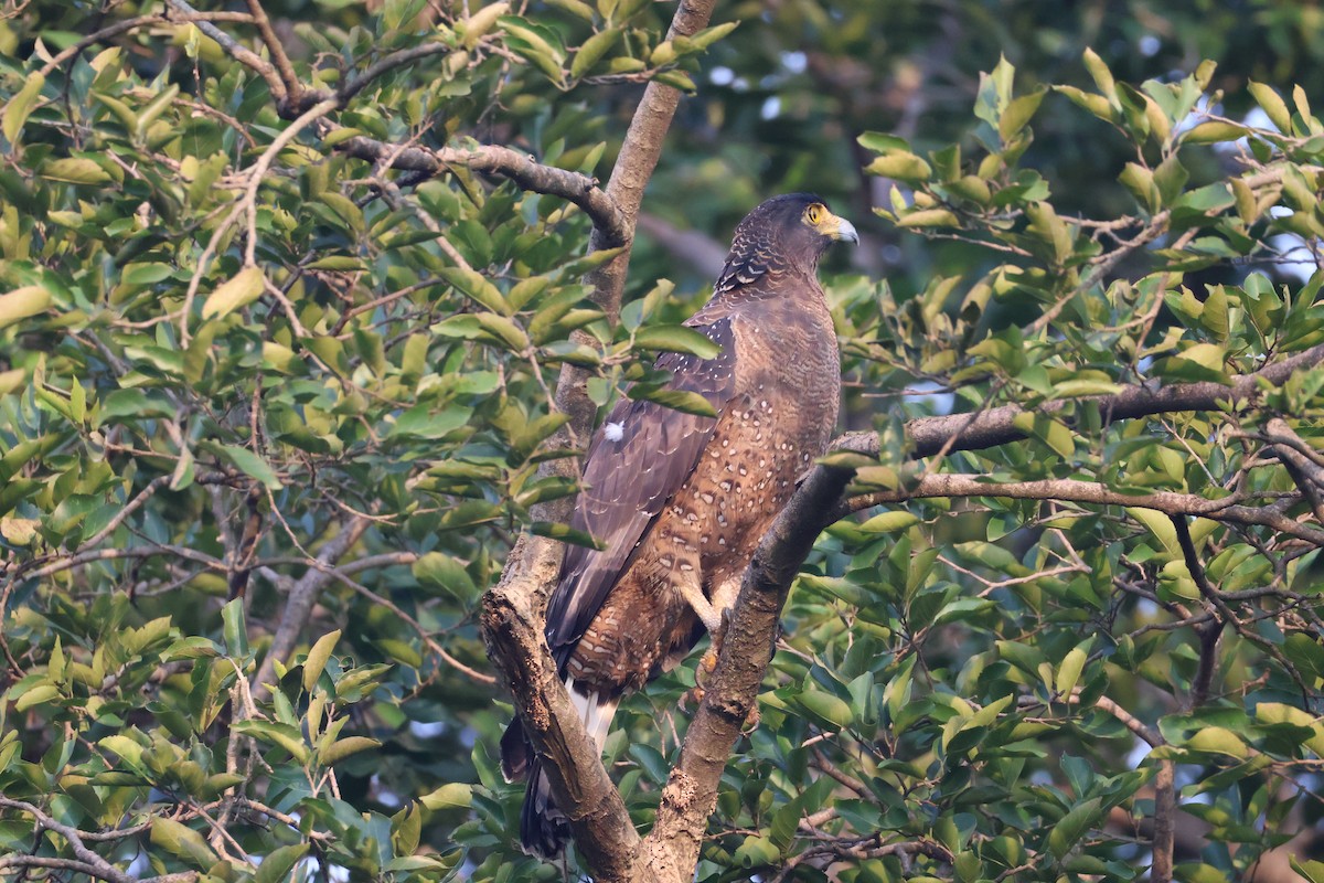 Haubenschlangenadler - ML643694242
