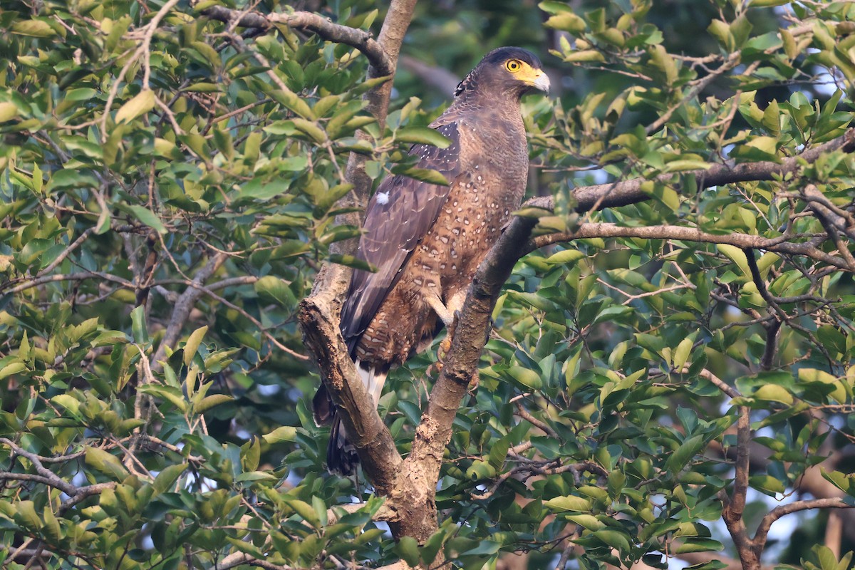 Haubenschlangenadler - ML643694243