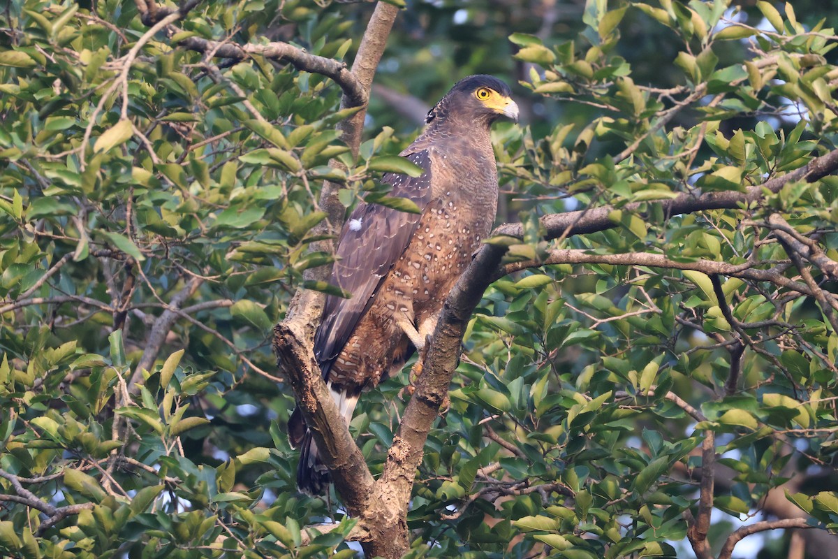 Haubenschlangenadler - ML643694245