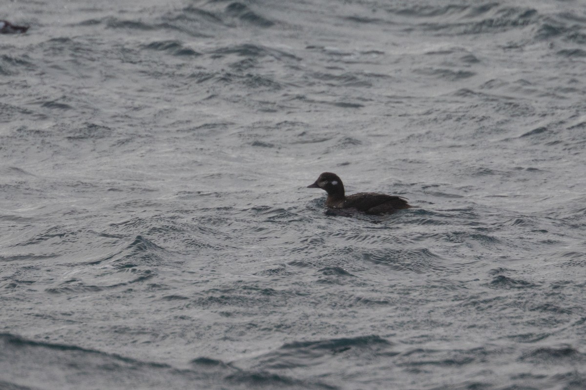 Harlequin Duck - ML643694284