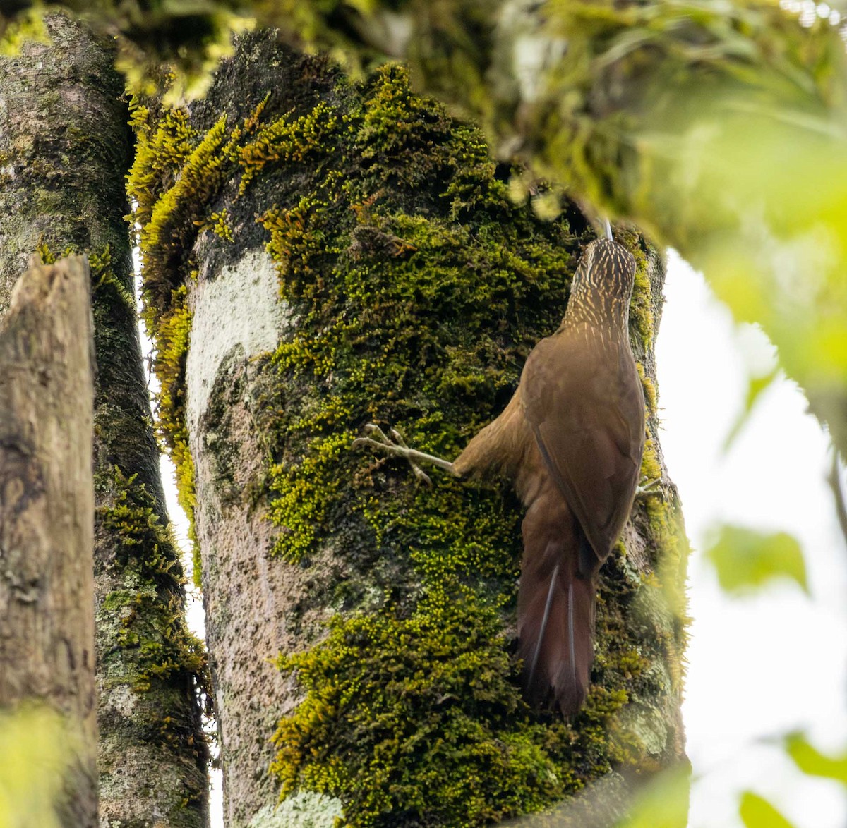 White-throated Woodcreeper - ML643694287