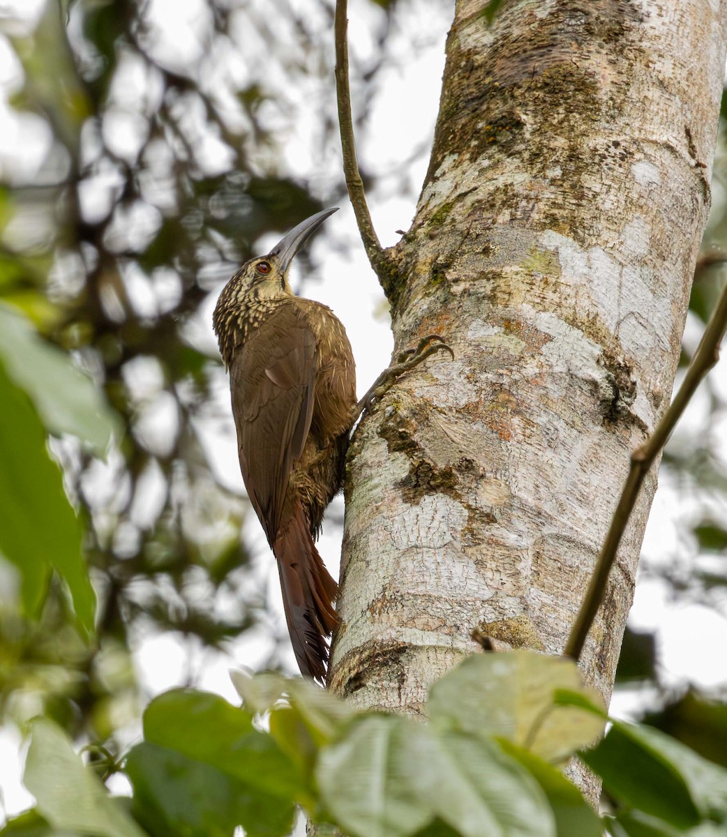 White-throated Woodcreeper - ML643694288