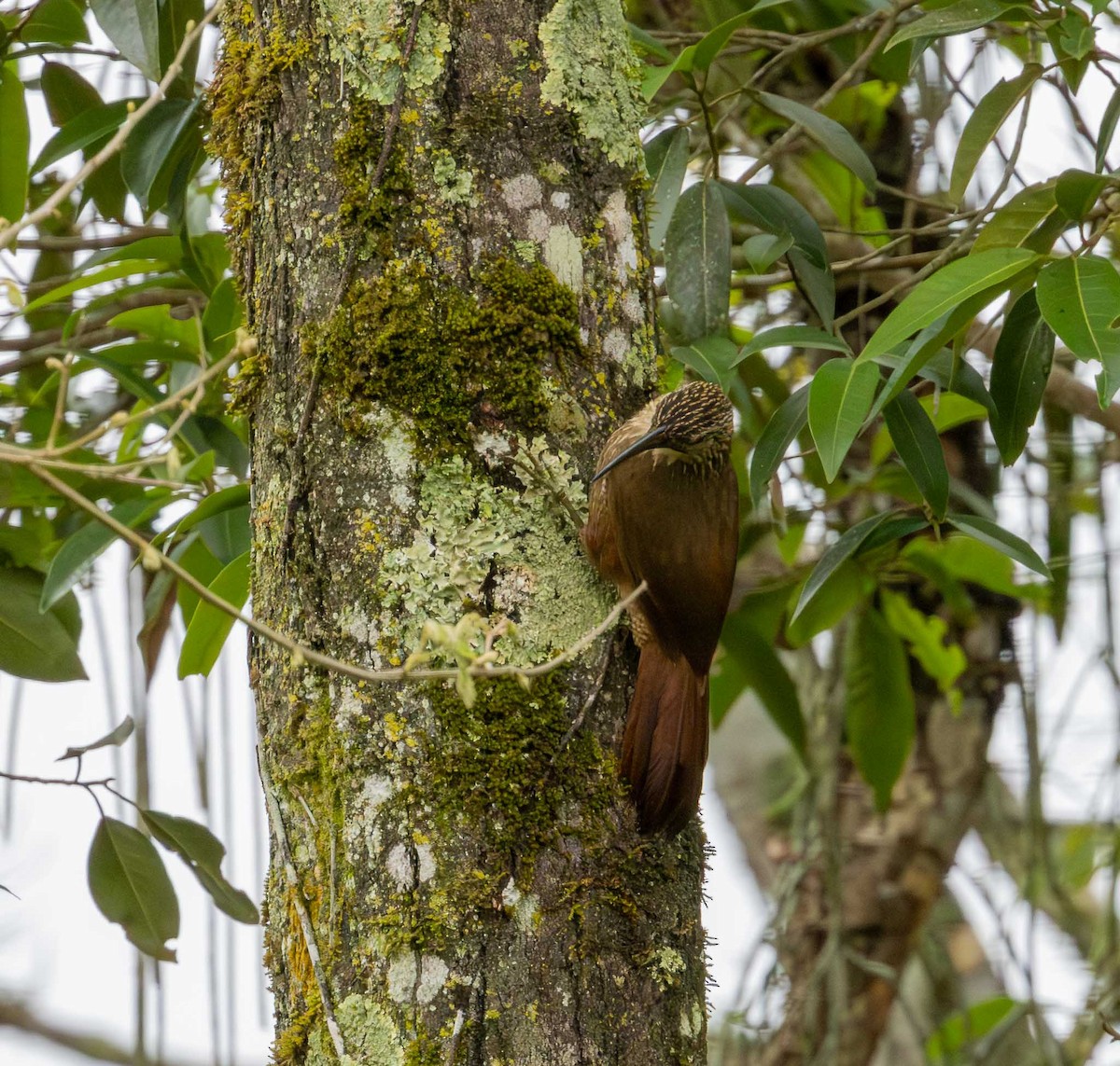 White-throated Woodcreeper - ML643694289
