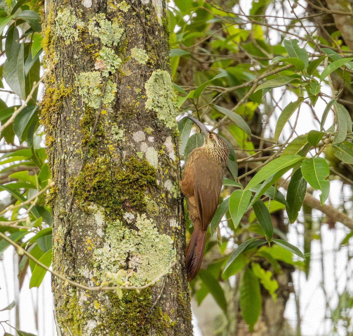 White-throated Woodcreeper - ML643694290