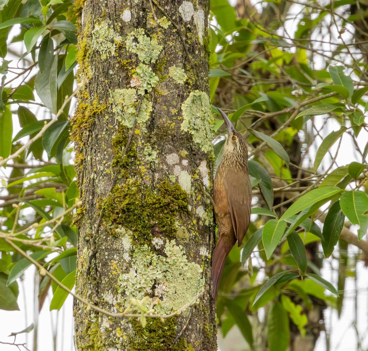 White-throated Woodcreeper - ML643694291