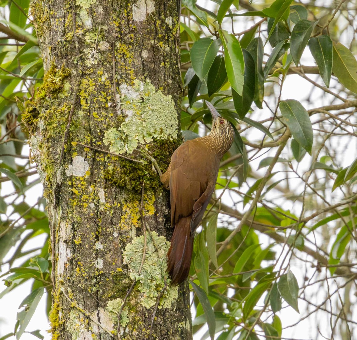 White-throated Woodcreeper - ML643694292