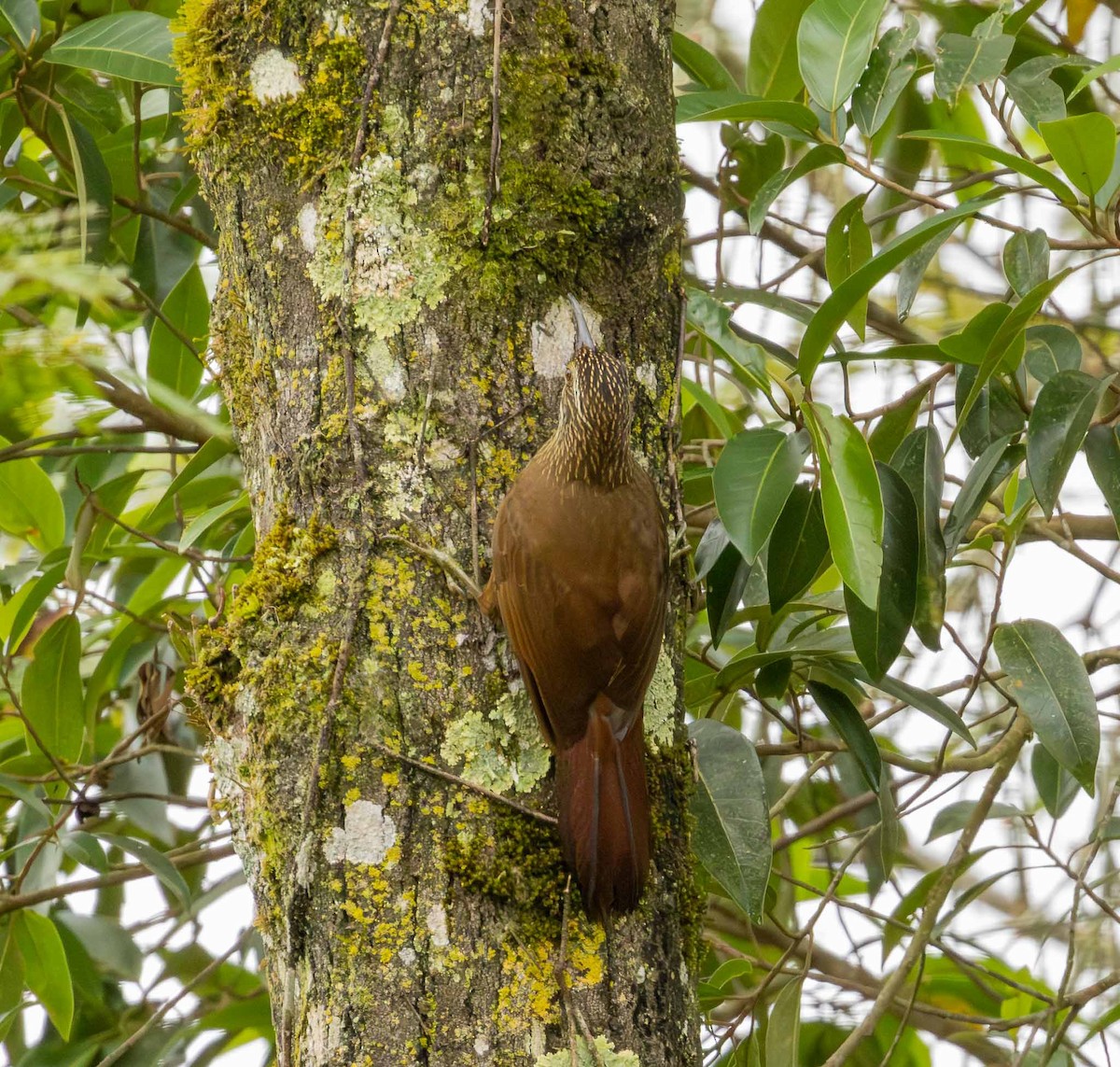 White-throated Woodcreeper - ML643694293