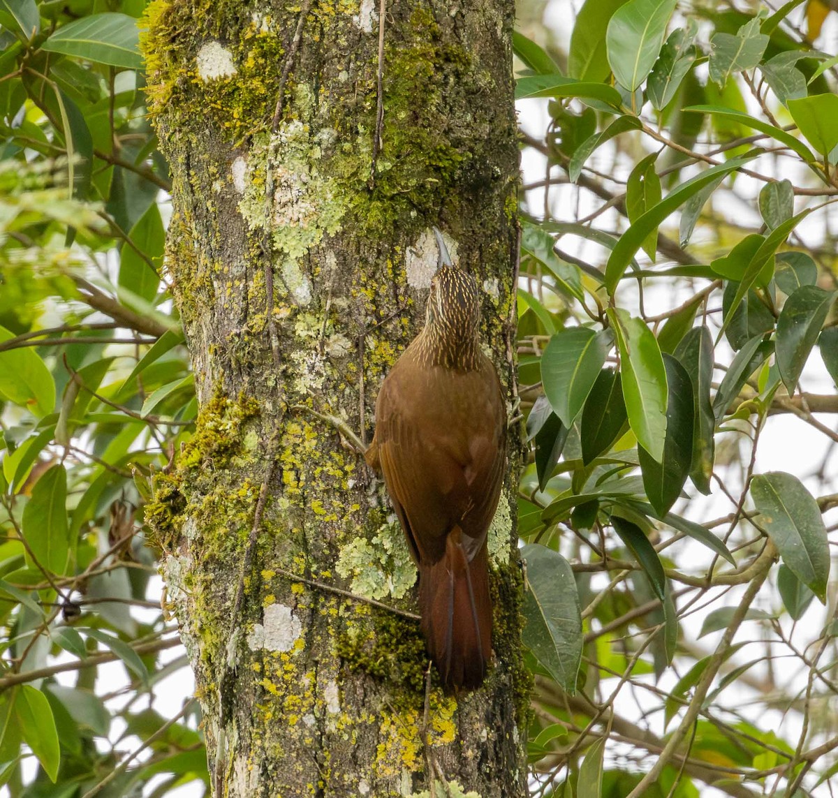 White-throated Woodcreeper - ML643694294