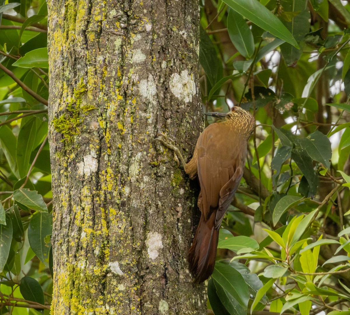 White-throated Woodcreeper - ML643694295