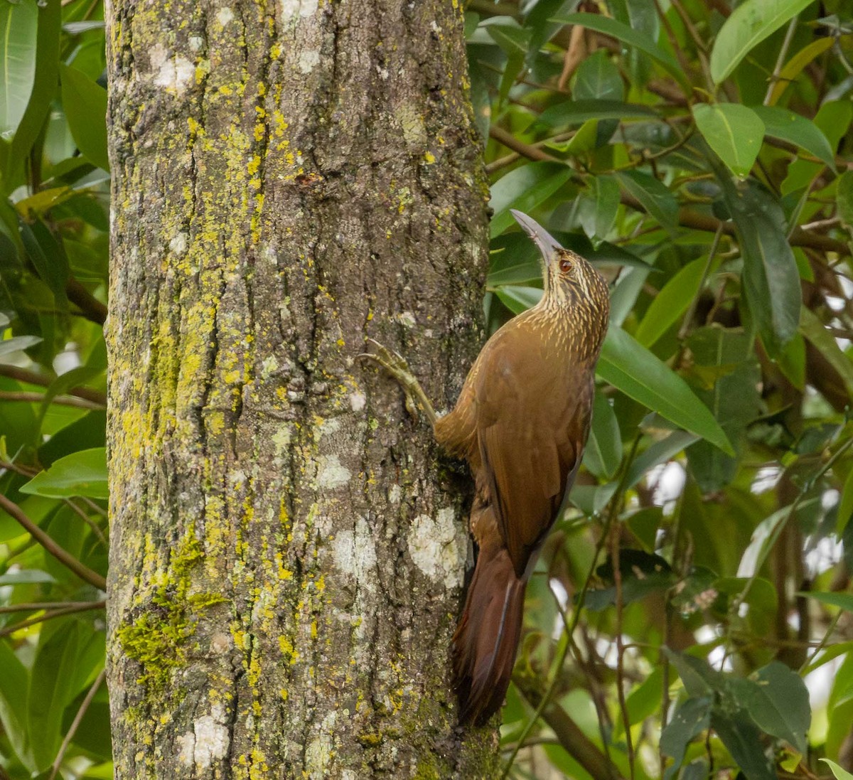 White-throated Woodcreeper - ML643694296