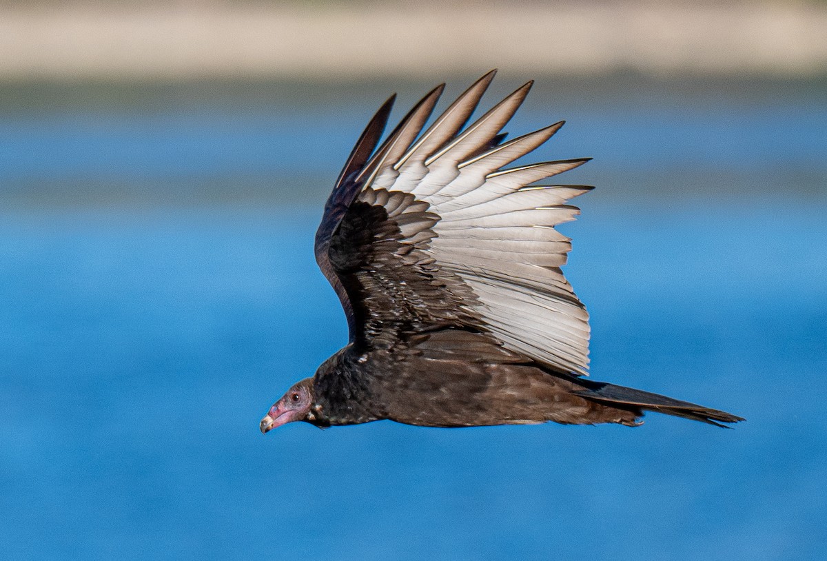 Turkey Vulture - ML643694324
