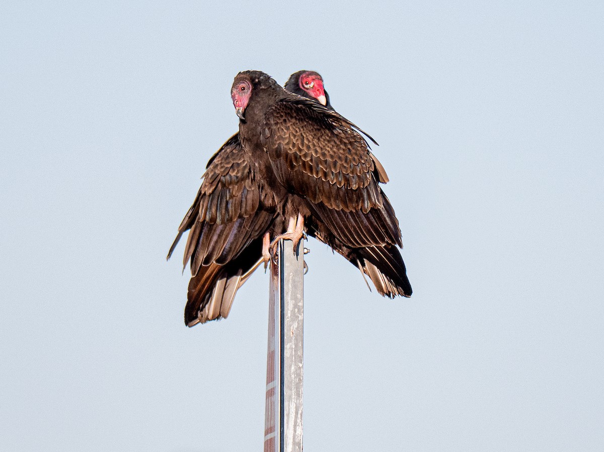 Turkey Vulture - ML643694325