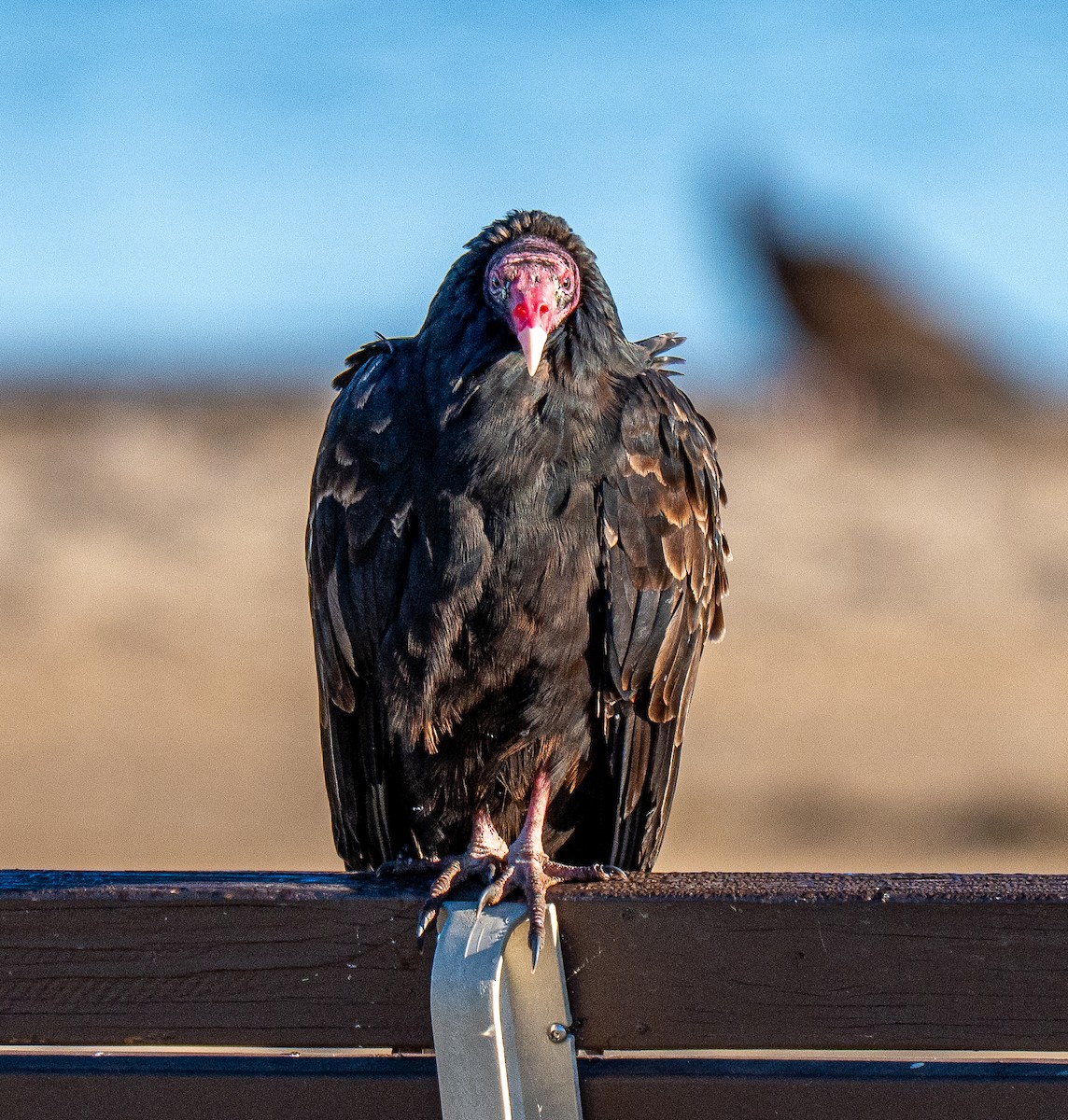 Turkey Vulture - ML643694326