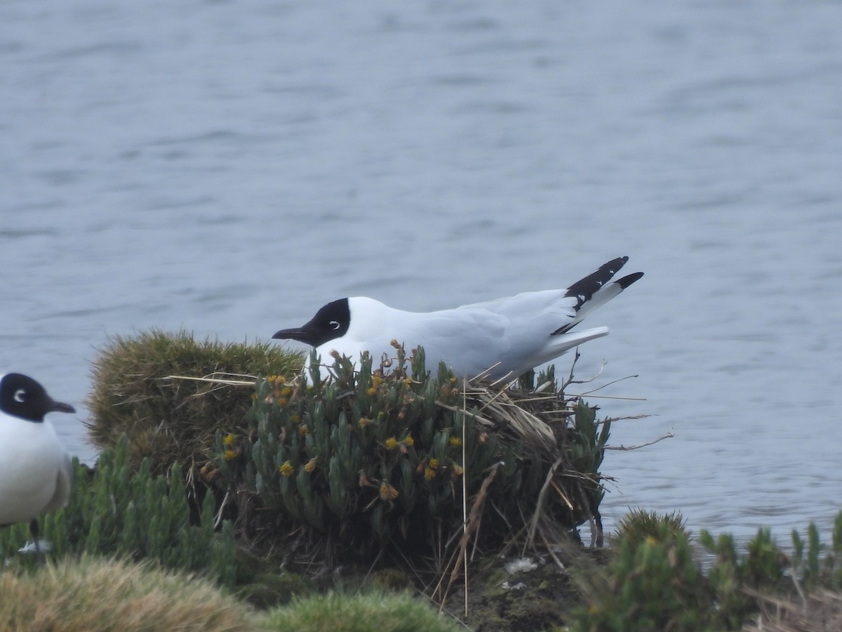 Andean Gull - ML643694328