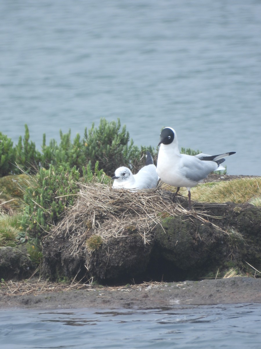 Andean Gull - ML643694329