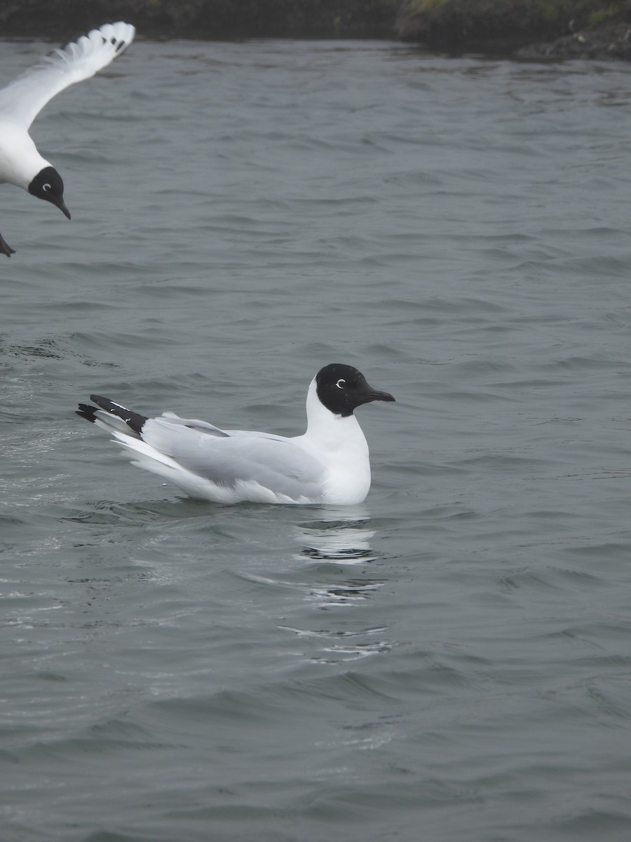Andean Gull - ML643694330