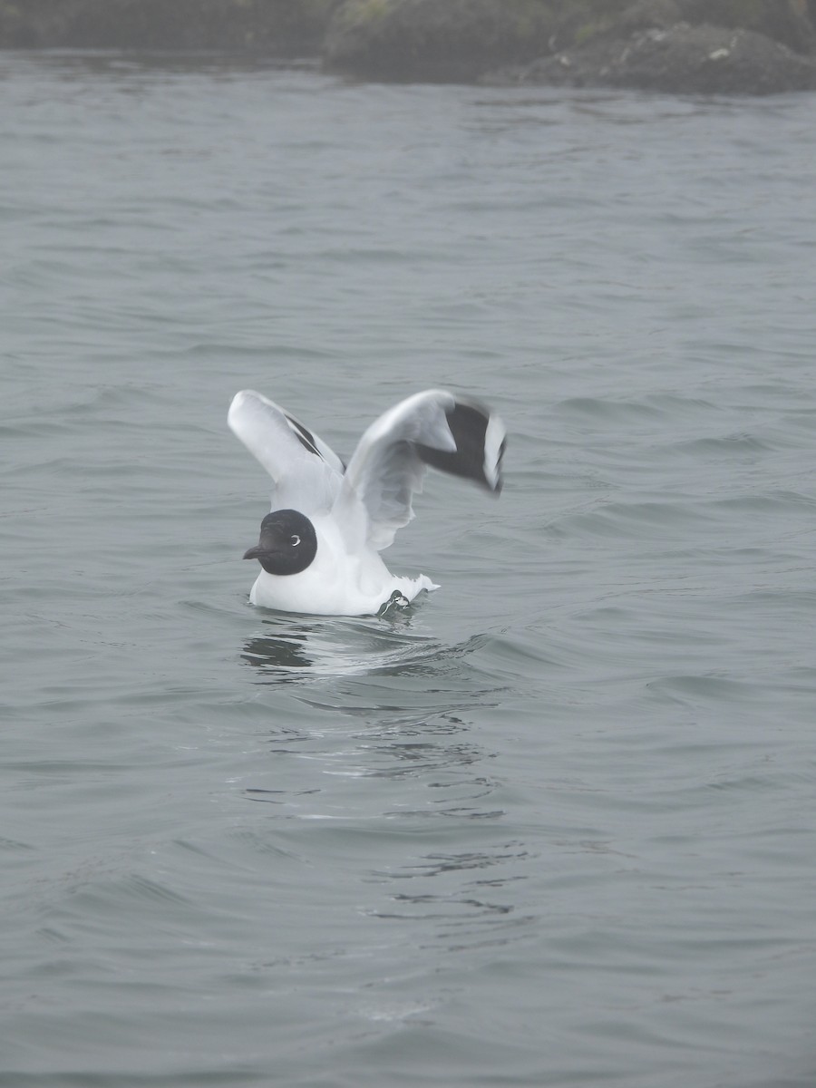 Andean Gull - ML643694331