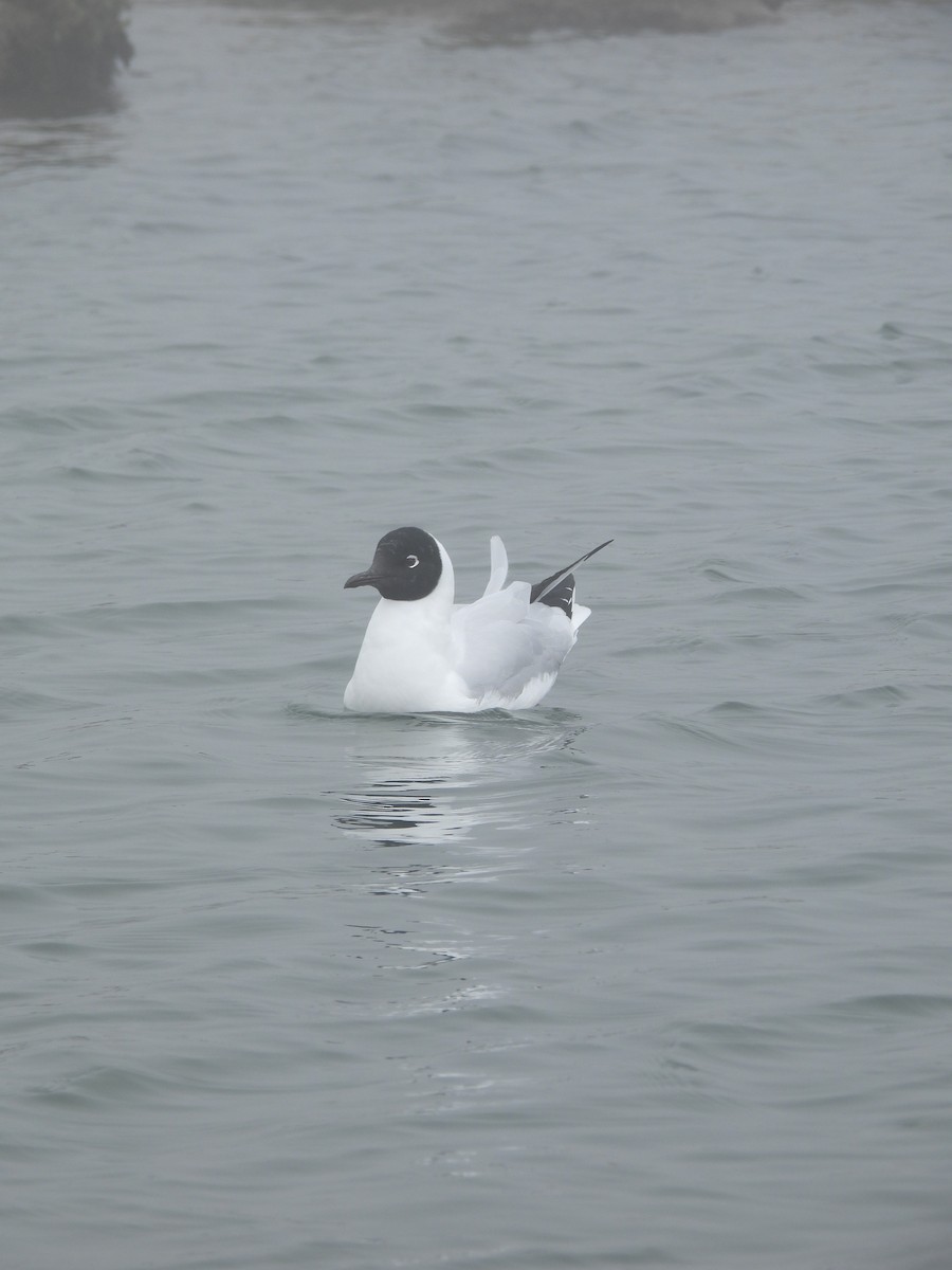 Andean Gull - ML643694332