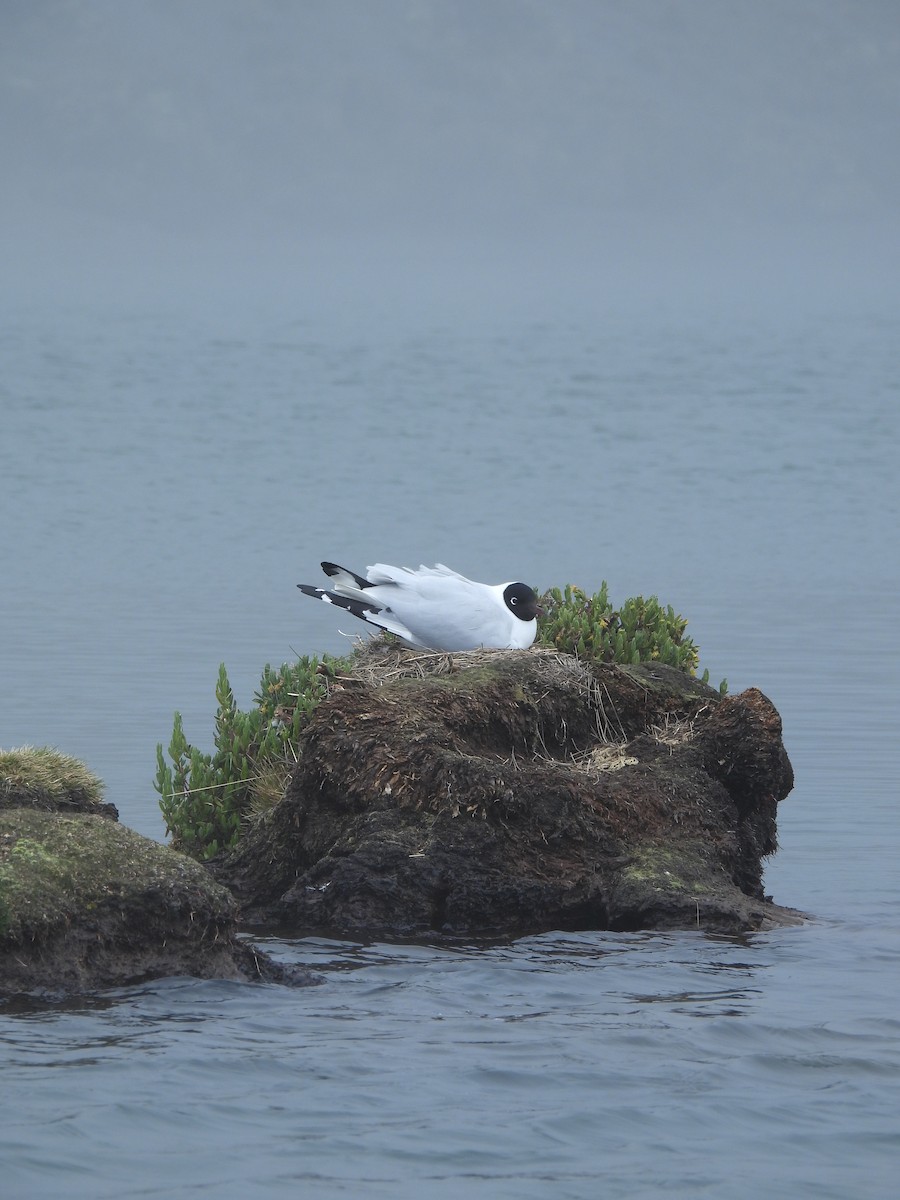 Andean Gull - ML643694333