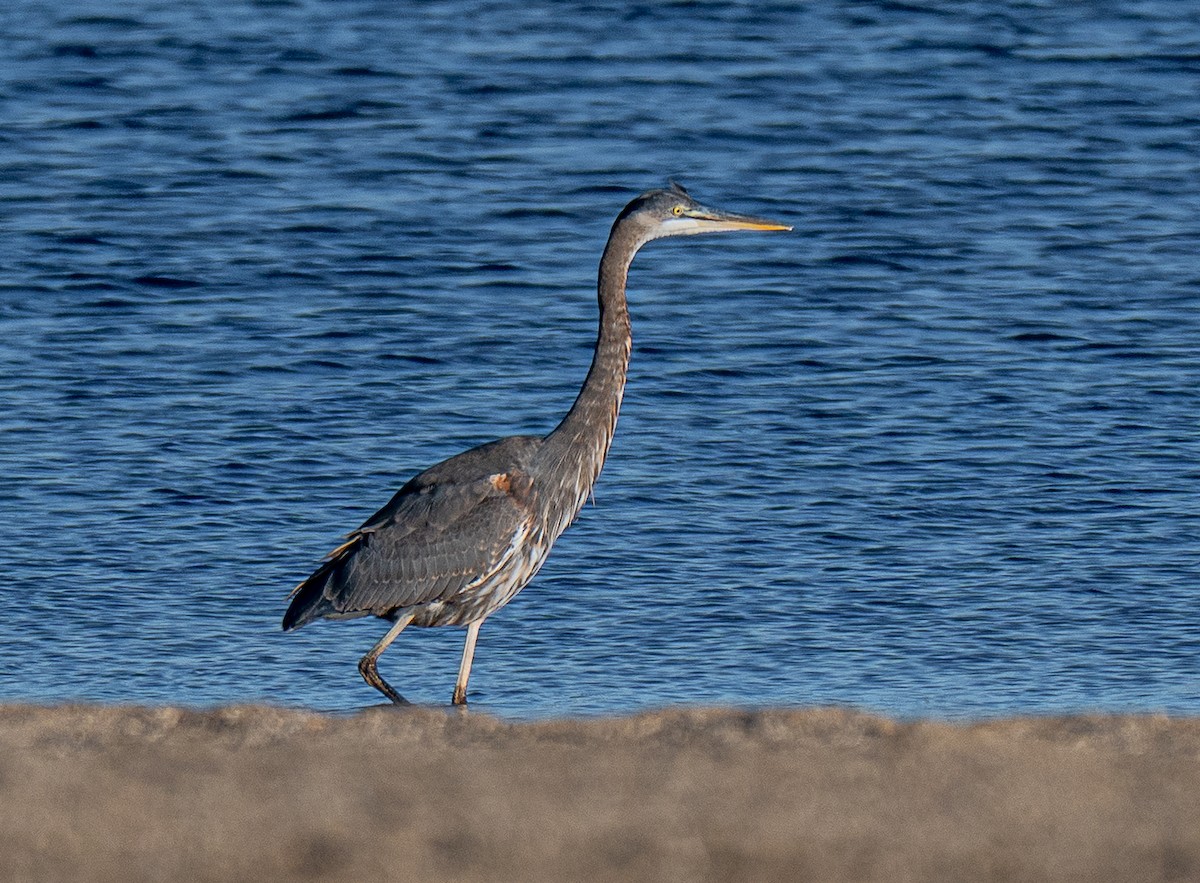 Great Blue Heron - ML643694345