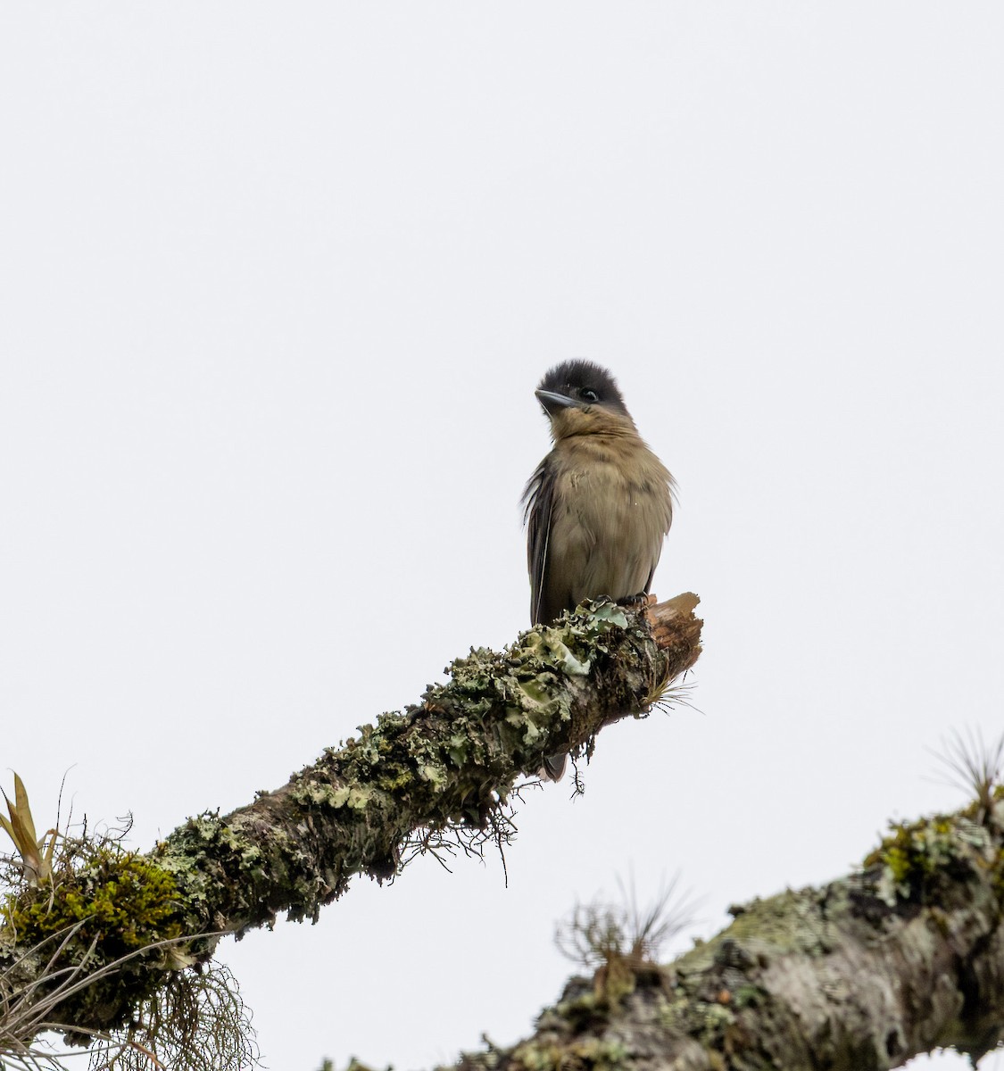 Crested Becard - ML643694347