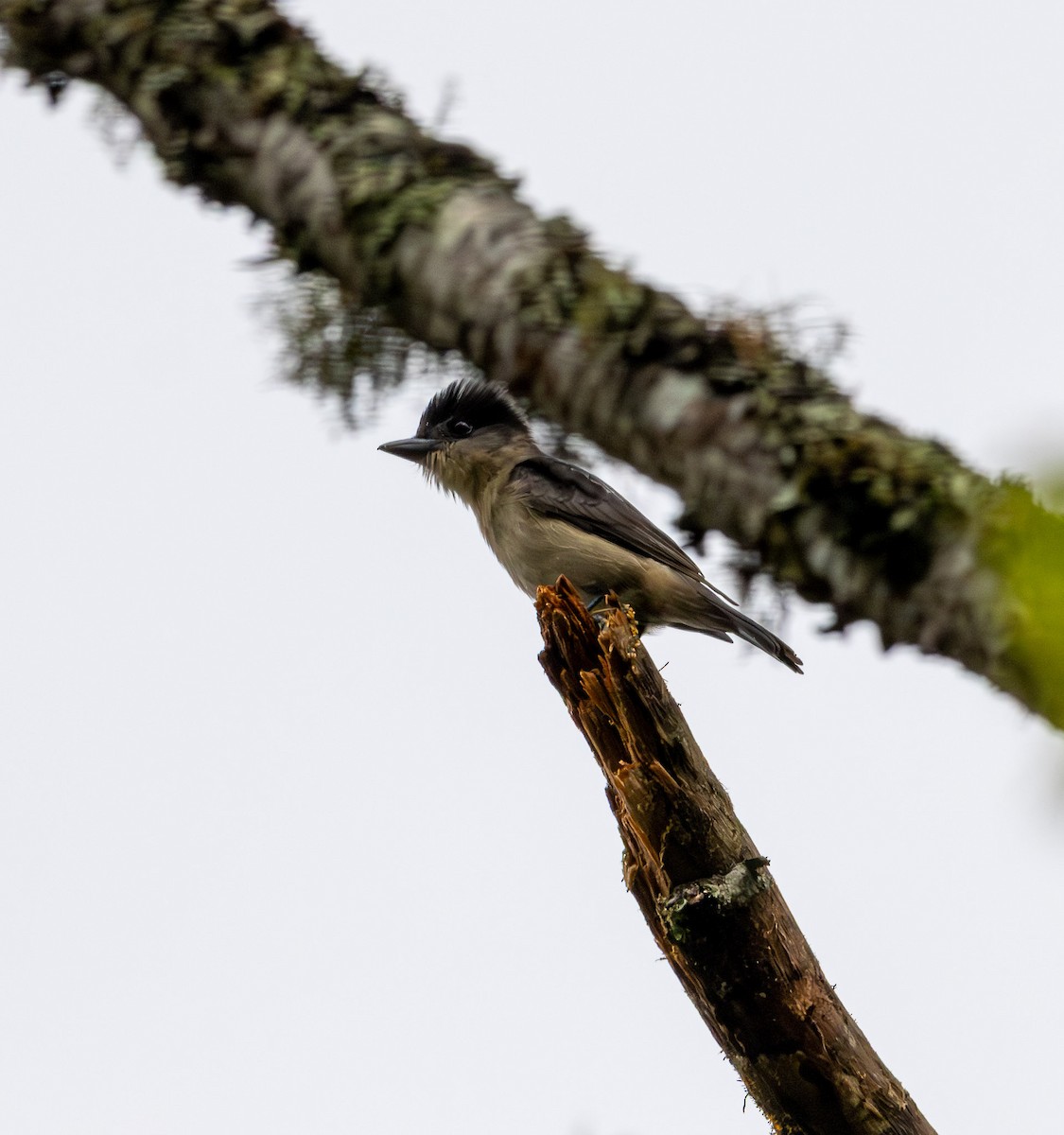 Crested Becard - ML643694348