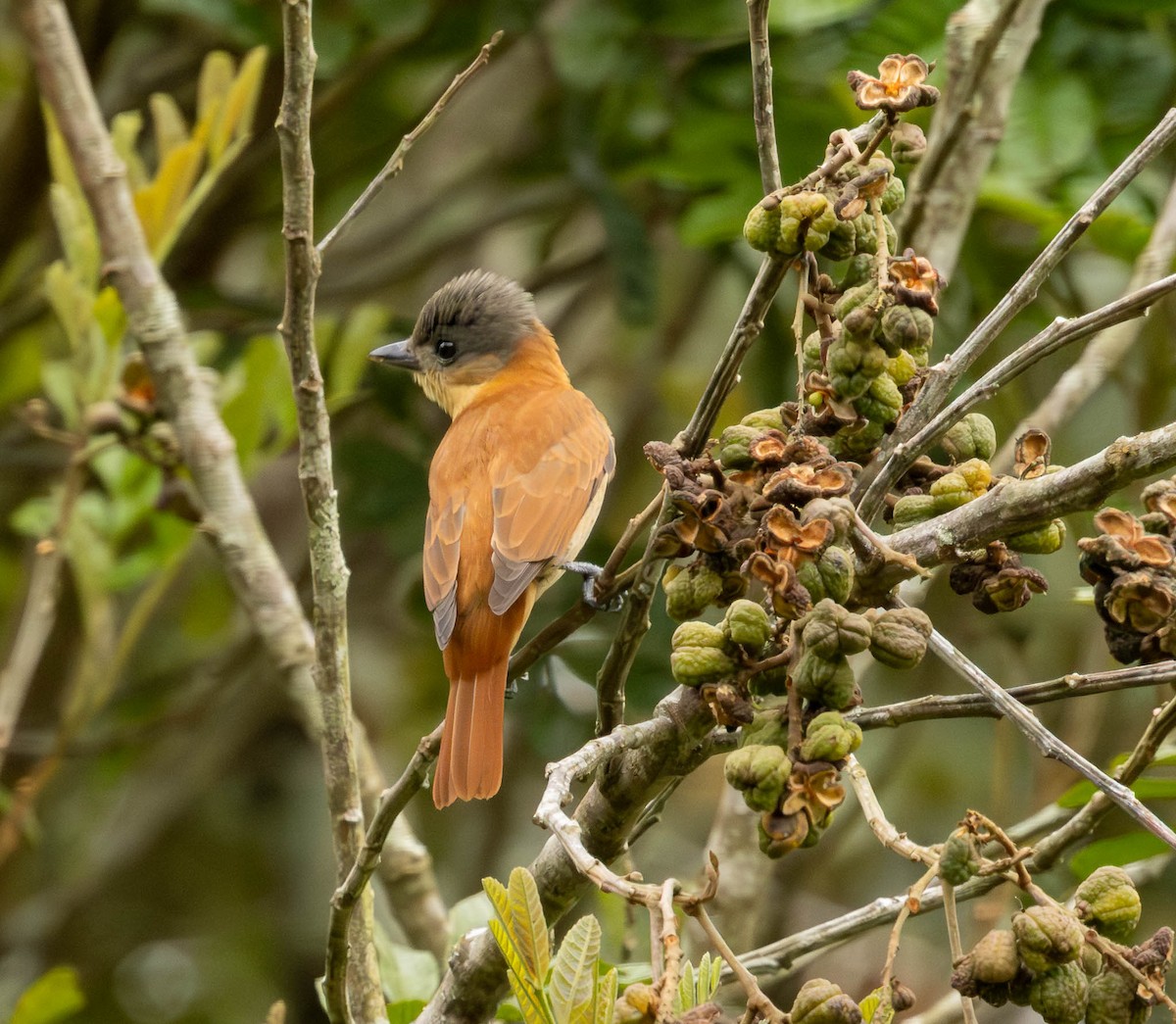 Crested Becard - ML643694349