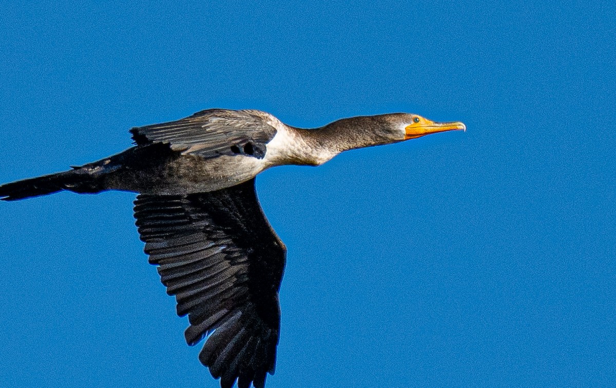 Double-crested Cormorant - ML643694358