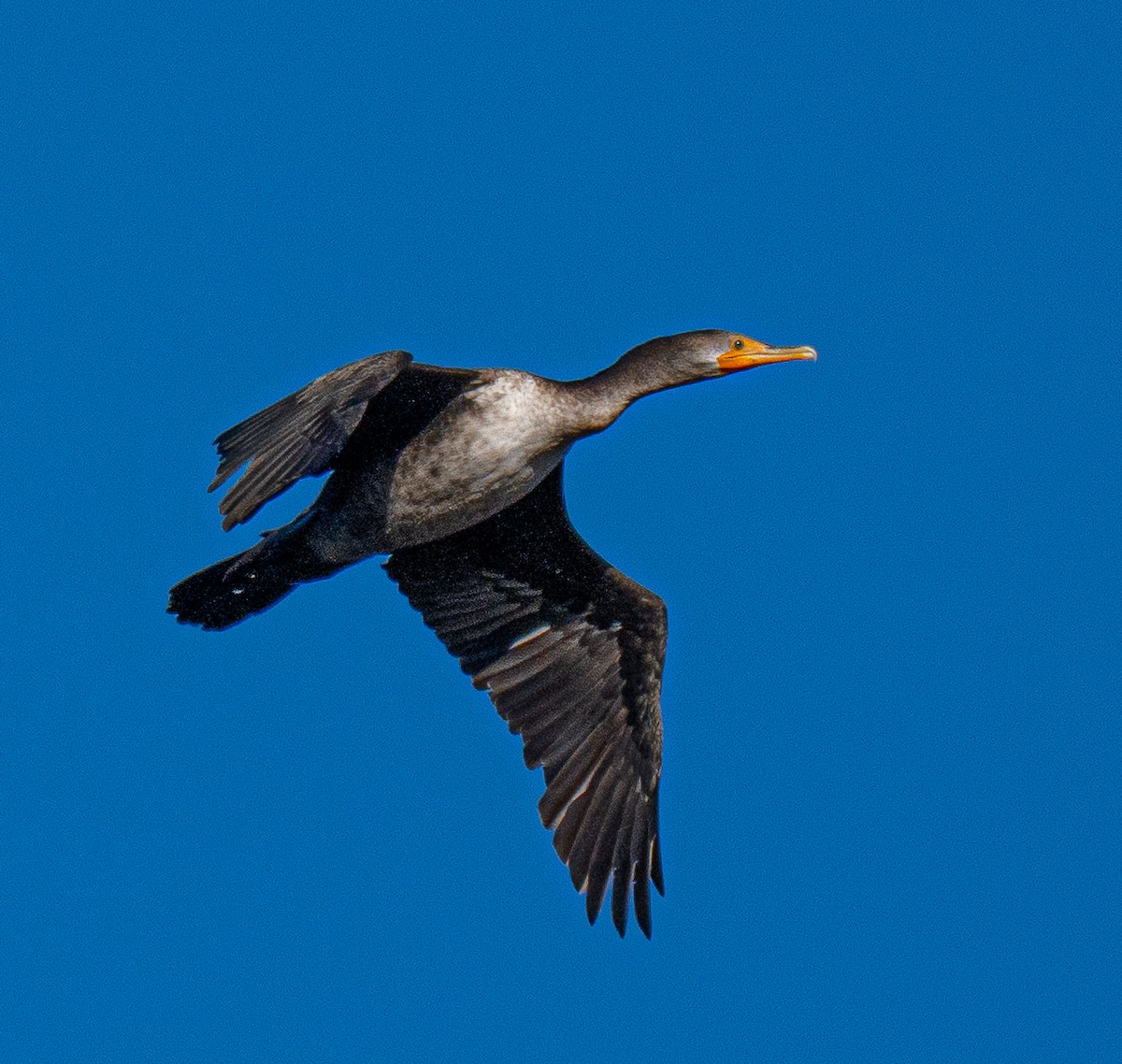 Double-crested Cormorant - ML643694359
