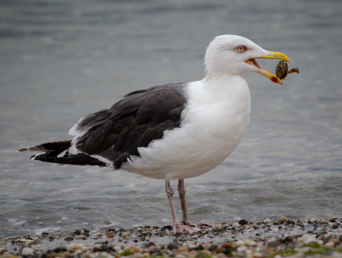 Great Black-backed Gull - ML643694369